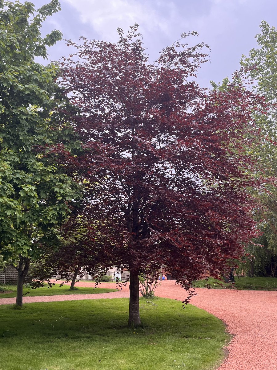 We had a visitor to Bransford Community farm Dame Harriet Baldwin looking at what projects we are all working on. The farm is coming into colour with all of the pretty trees.<a href="/stevelloyd9/">steve lloyd</a>  <a href="/garywoodman/">Gary Woodman</a>