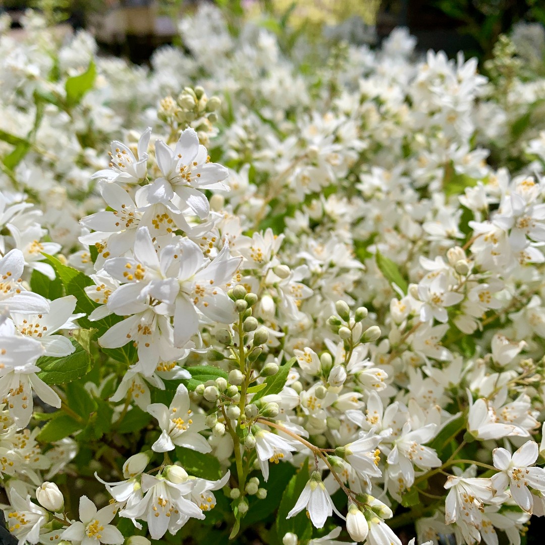 Here's a quick reminder that we're open as normal over the Bank Holiday weekend.

We hope to see you soon 😊🌼🌻🐝🌸🌺

#haskins #ForGardenPleasure #BankHolidayWeekend #GardenCenter #OutdoorLiving #PlantLovers #WeekendVibes #GardenInspiration #GardenLife
