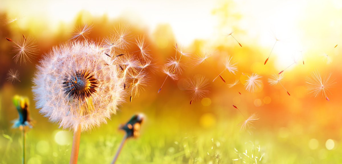 'A garden is a place where the natives - impolitely referred to as 'weeds' - have been ruthlessly exterminated. They fight to return. So then starts a war that never ends. Partly to escape to more peaceful surroundings, I often retreat to wilderness.' ~C.R.Milne #gardening #weeds