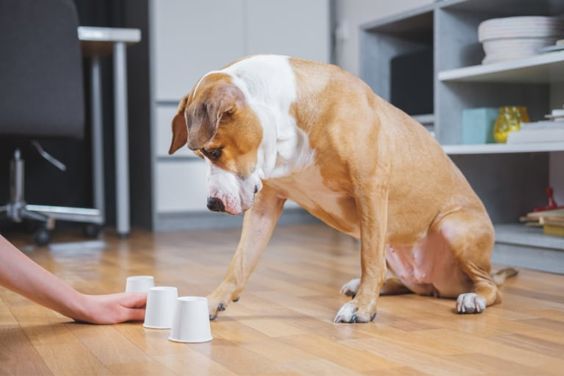 Challenge your dog's mind with stimulating games! 

Learning new tricks isn't just entertaining; it also promotes mental well being and slows down the aging process. 

Stay sharp, play smart! 
#MentalStimulation #CanineCognition
