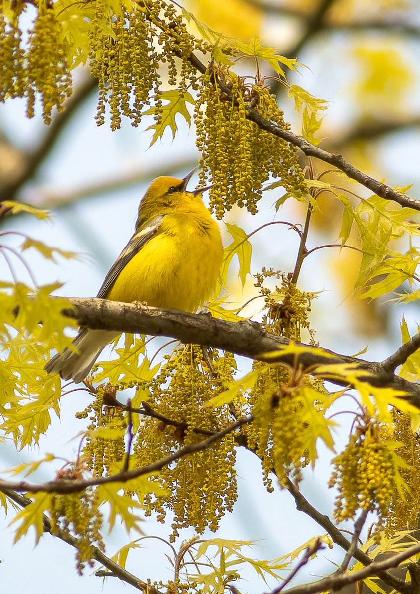 SandraBirdlover's tweet image. Oh I hope so too. This blue-winged warbler didn’t stay long in Central Park but what a joy to see &amp;amp; hear them sing! Their 🎶 echoes so you don’t know where the bird is flitting above you.  #birdcpp #BirdsSeenIn2024 #LightsOutNYC #BirdTwitter