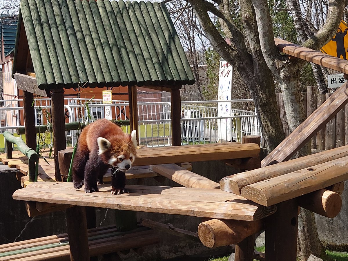 釧路市動物園の桜🌸とレッサーパンダ
もふもふで可愛い🥰