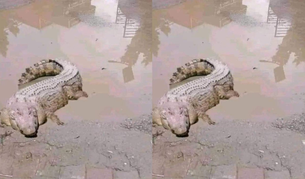 Crocodile spotted at Thika Road Mall