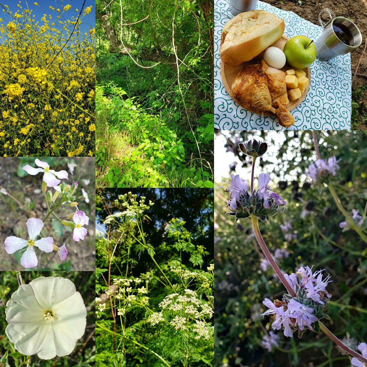 Did the #BlackWalnutTrail & #PowderCanyonTrail Loop today!

#hike #hiking #hikingtrail #hikingtrails #trails #lahabra #socal #southerncalifornia #flowers #nature #naturelover #naturephotography #outdoors #outdooractivities #outdooradventures #thegreatoutdoors #exploring