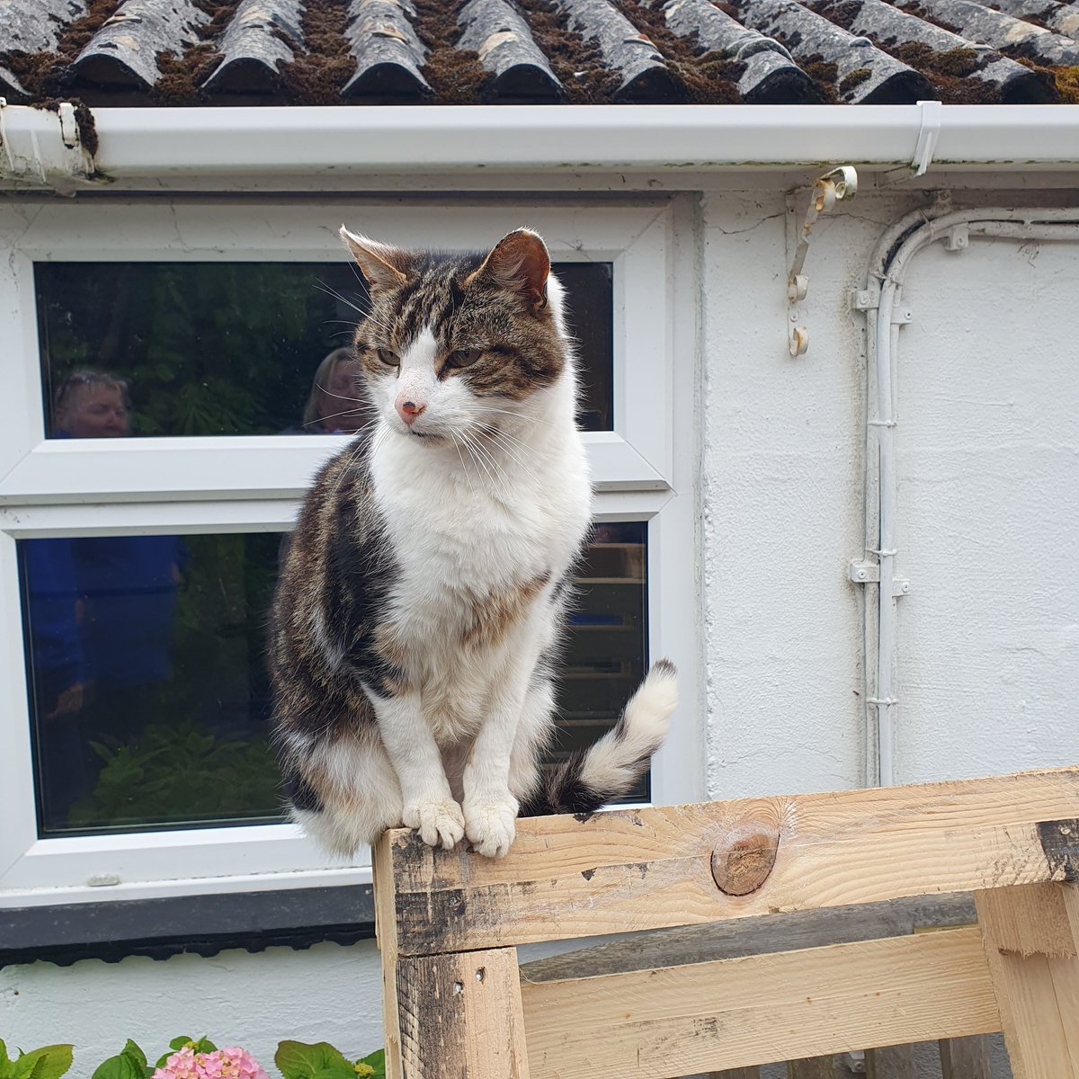 #Caturday -  Pongo decided to climb up the wooden pallet so he could listen to the volunteers conversation. He doesn't like to miss out on anything. #inthecompanyofcats #catlovers #catrescueuk #fabulousfelines #cat #purrfectpaws #CatsOnTwitter