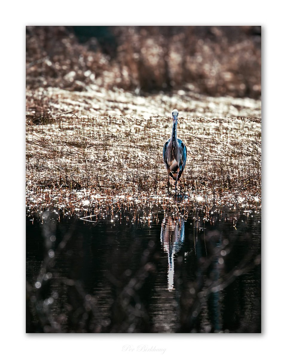 #Outdoors #AnimalWildlife #Wildlife #bird #nature #water #thephotowalkpodcast #shapingthelightwithgreg #diginordic #photopluscanonmagazine #photographymasterclassmagazine #canon_photographer #picoftheday