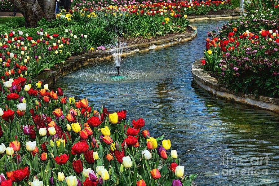 #Tulips Around The #Pond Print by Kaye Menner #Photography Wide variety #Prints & lovely #Products at: P bit.ly/3QuTQIt