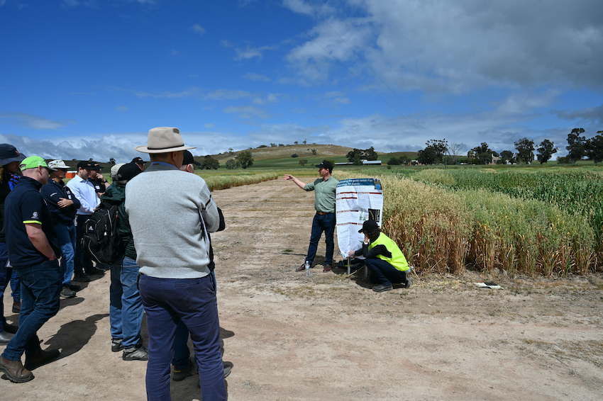 Four GRDC investments are seeking new opportunities to breed for heat tolerance in #wheat. Find out more about the first 2: 🌾 PROJECT 1: Leaf carbon exchange 🌾 PROJECT 2: Intrinsic heat response pathways Read more ▶️ bit.ly/3JwXOfL @ANU_research @UniofAdelaide