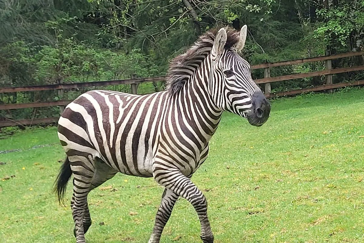 CAPTURED!!! The last of the missing zebras has been CAUGHT AND IS SAFE!  King County authorities confirm 'Shug' is safely re-captured and is in good health!