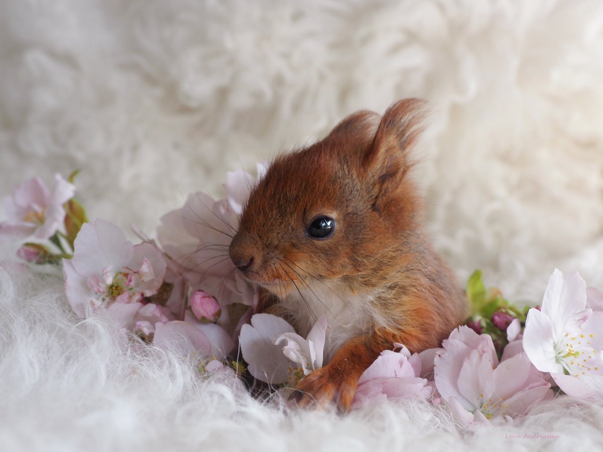 Baby Leonarda drops by to wish you all a great Saturday. She's doing fantastically well. She's eating a lot, gained a lot of weight and is incredibly quick and happy 🐿🌸🌸🌸 Jæren Norway May 2024 @ThePhotoHour #rescue #squirrel #babyfur