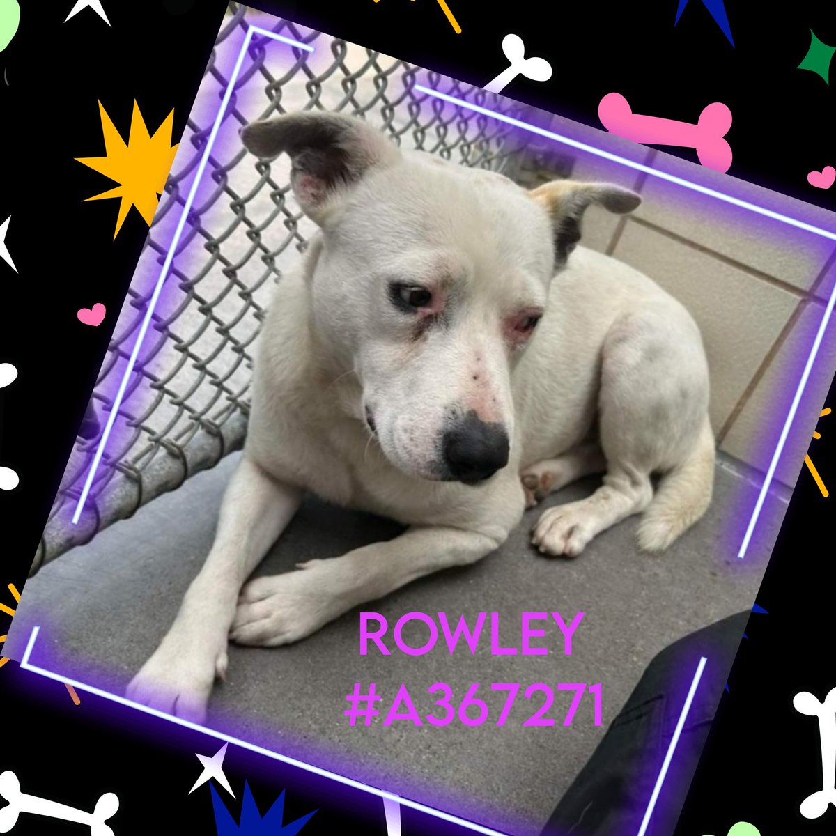 🆘️🚨URGENT 🚨ROWLEY #A367271 Life has not been kind to sweet scared boy. 3 yo #pibbleMix 
Came to #CorpusChristiACS #TX w housemate ARLO, die together 5/6💔🤬b/c #CorpusChristi #TX doesn't tolerate #HomelessDogs. Fearful but HW neg,  someone maybe cared enough for prevention…