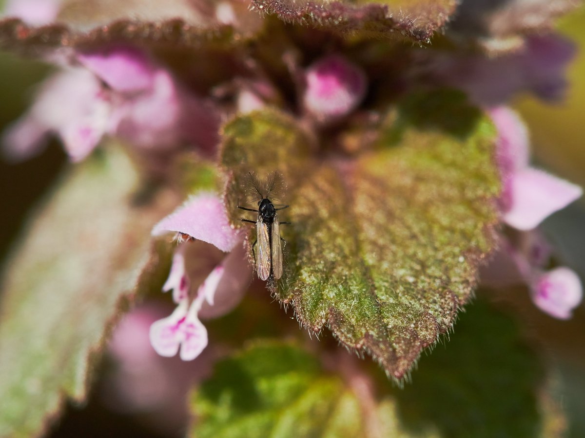 marie's macro photography tweet media