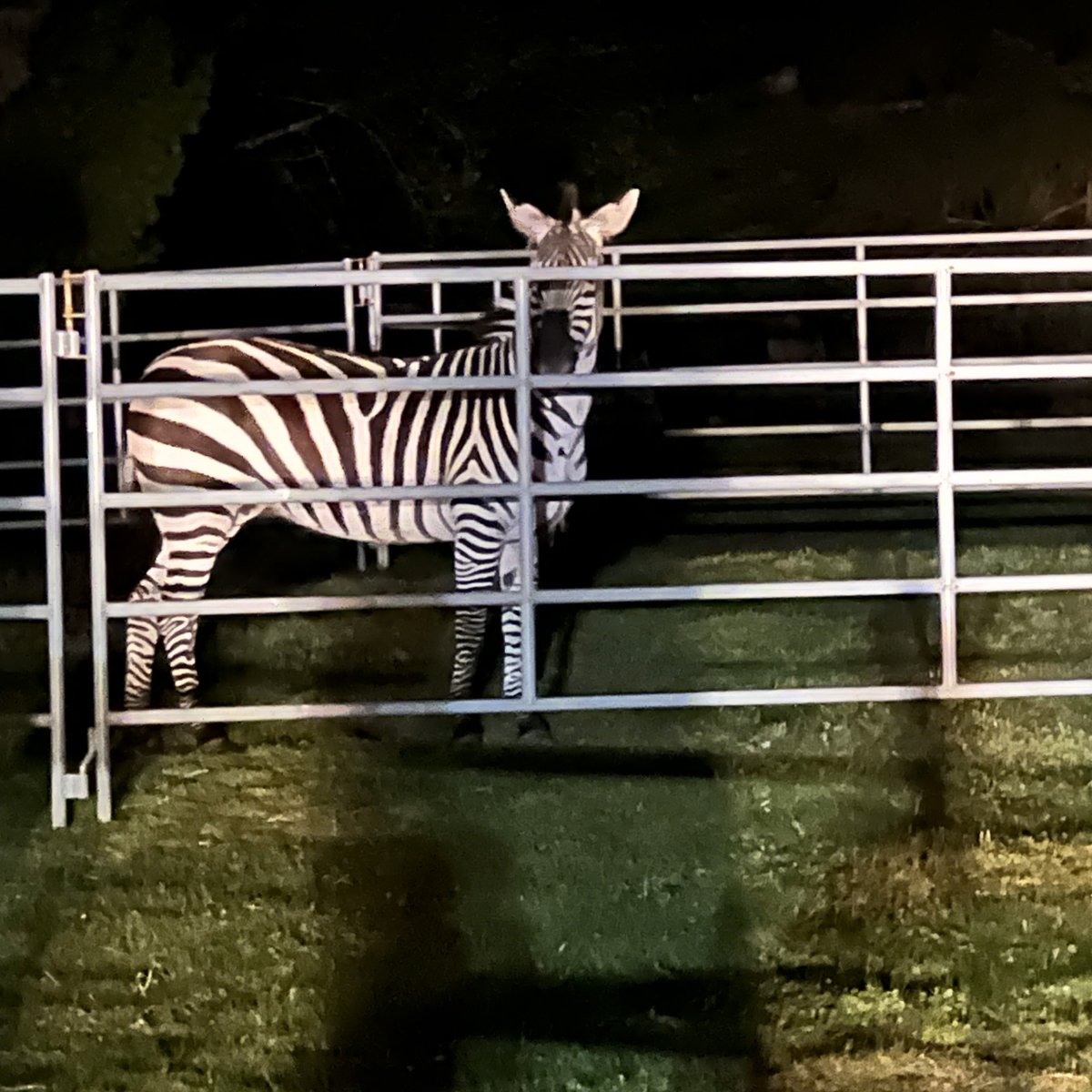 SUCCESS! The last of four zebras that had been on the run for almost six days has been safely captured. We'll provide updates on our blog at TailsFromRASKC.com