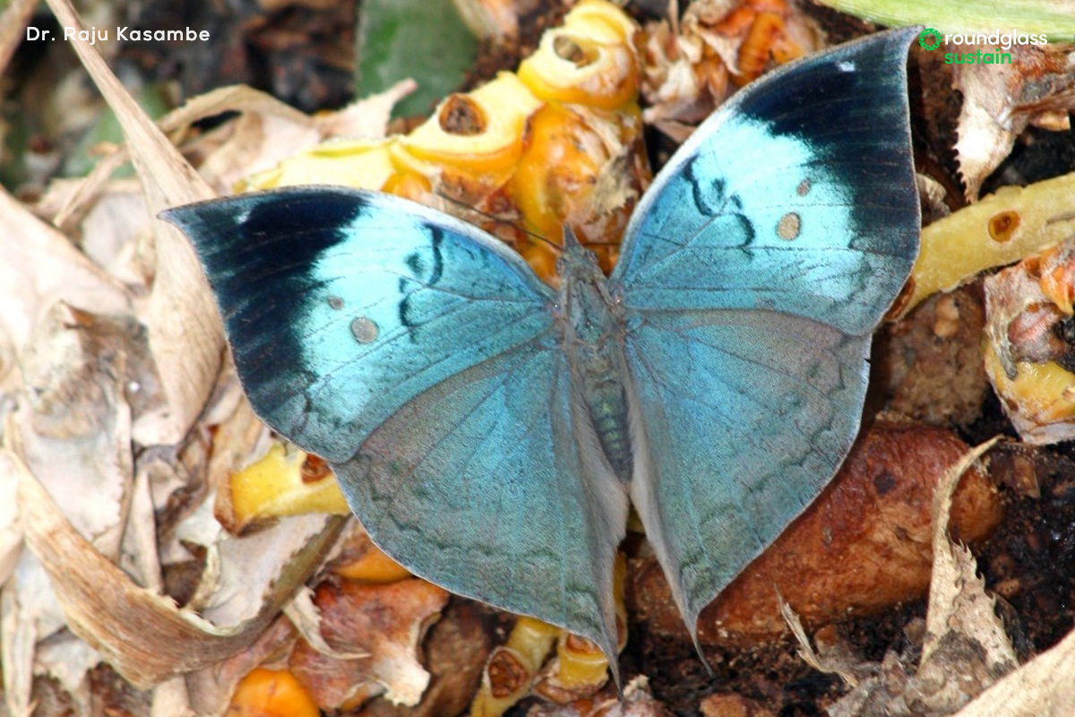 Wings closed, the #blueoakleafbutterfly looks exactly like a brown leaf. When the clever camouflage artist decides to spread its wings, we finally get a glimpse of the vibrant blue colour that its named after. Photos: Sanjay M. Dalvi/Shutterstock, Dr. Raju Kasambe - CC BY-SA 4.0