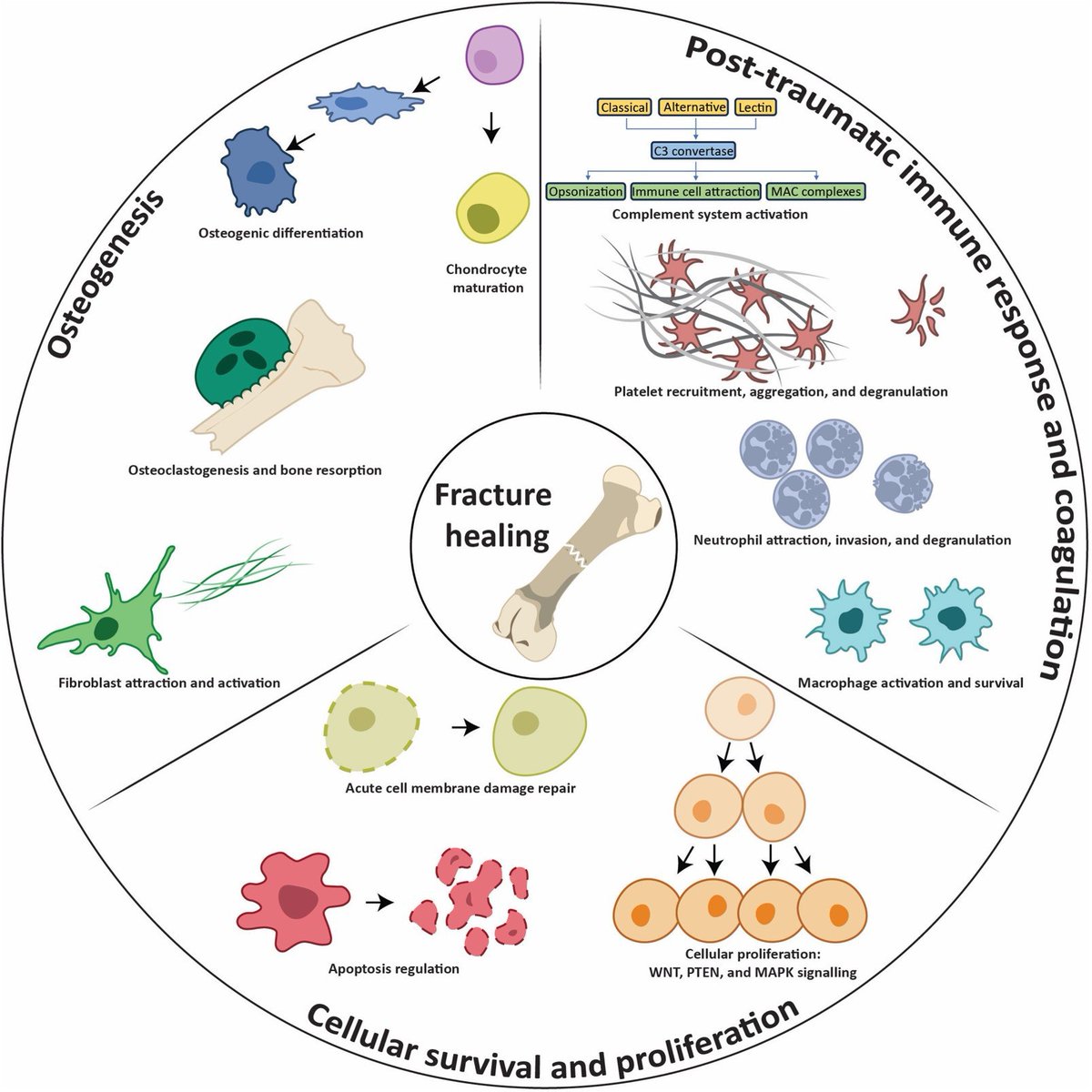 Label-free proteomics is a suitable analytical tool to identify proteome differences in early fracture haematoma.

#BJR #OpenAccess #Orthopedics @Cillero_Lab @MvanGriensven @MERLN_UM

ow.ly/jr1o50RvHsW