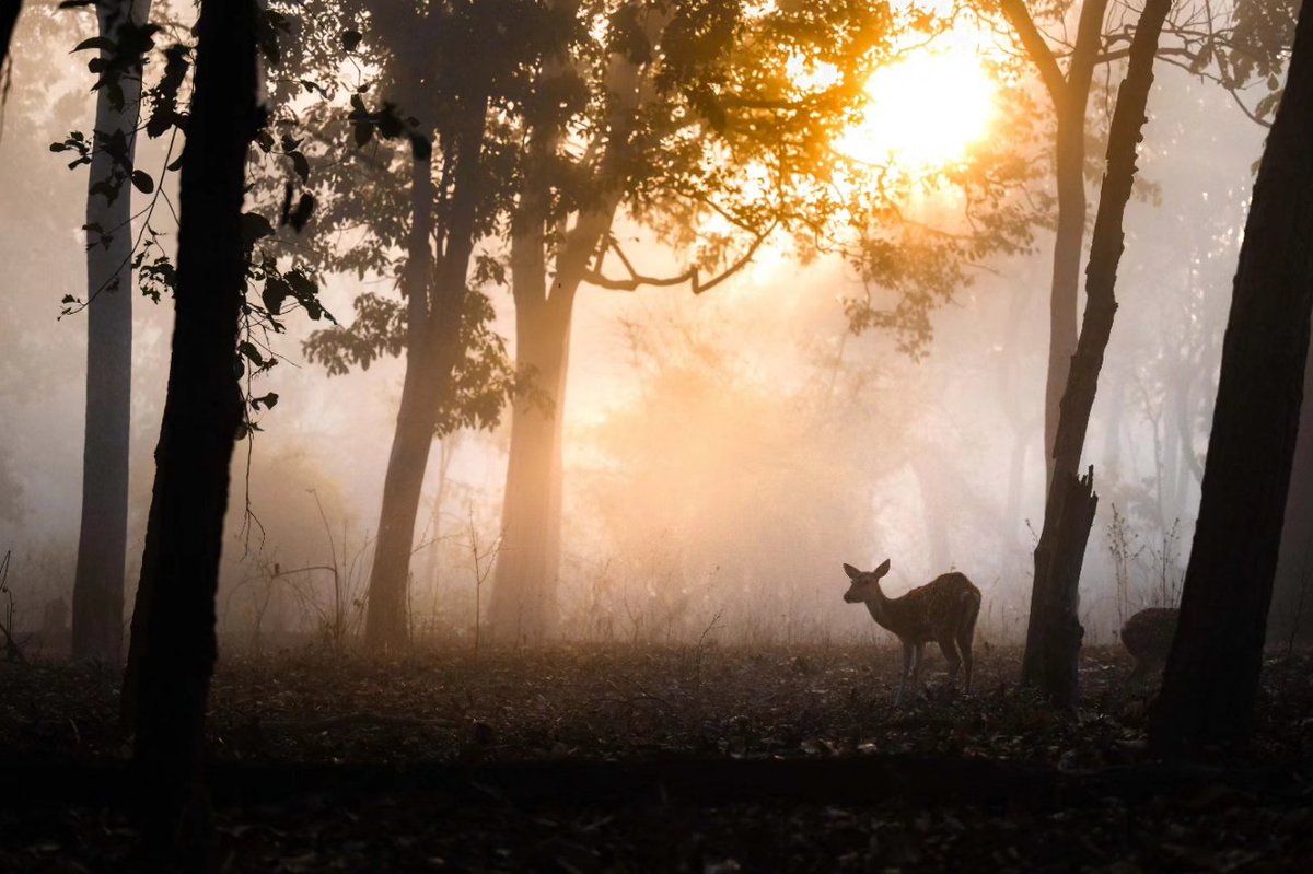 #Bandhavgarh is a Tiger Capital but there is some more beauty than that, do you agree ? #sunrise