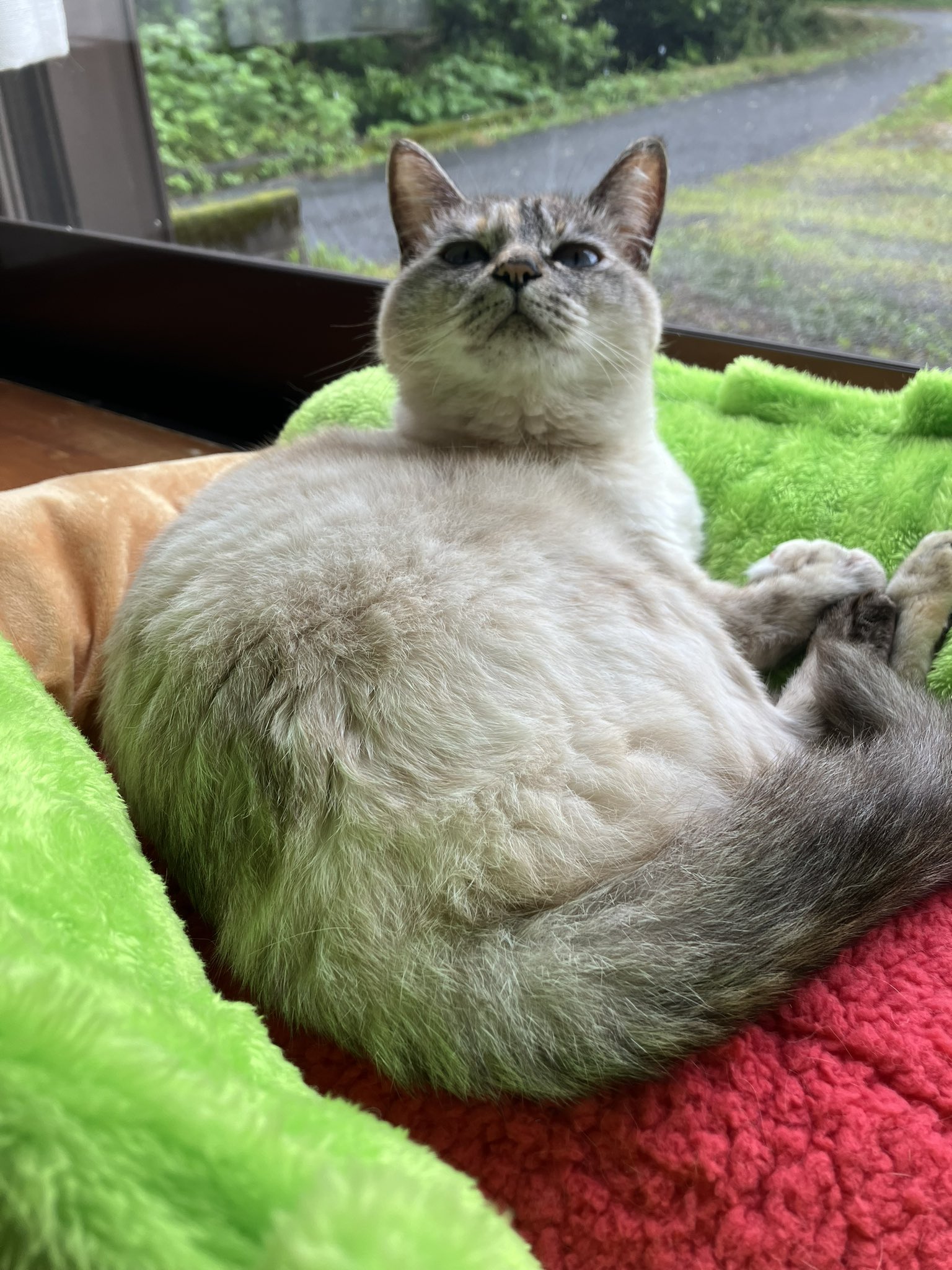 ピピちゃん - Search / X