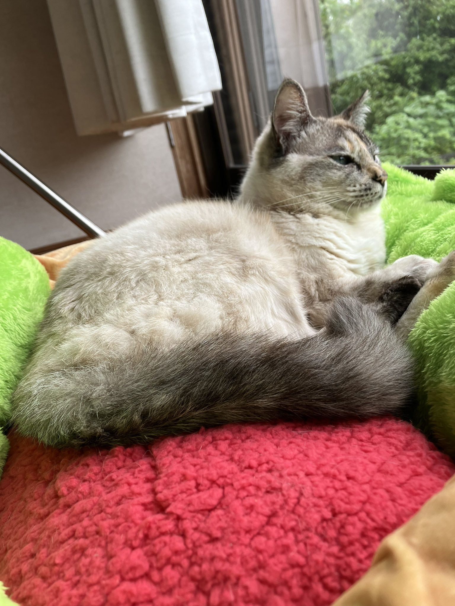 ピピちゃん - Search / X