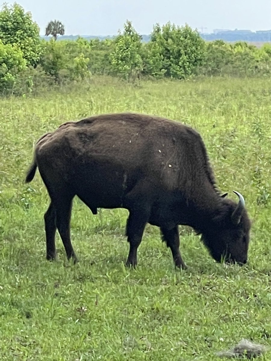 @crocutamatata Theres actually a reintroduced herd in Paynes Prarie

I’ve been fortunate enough to see them a few times, one time up real close