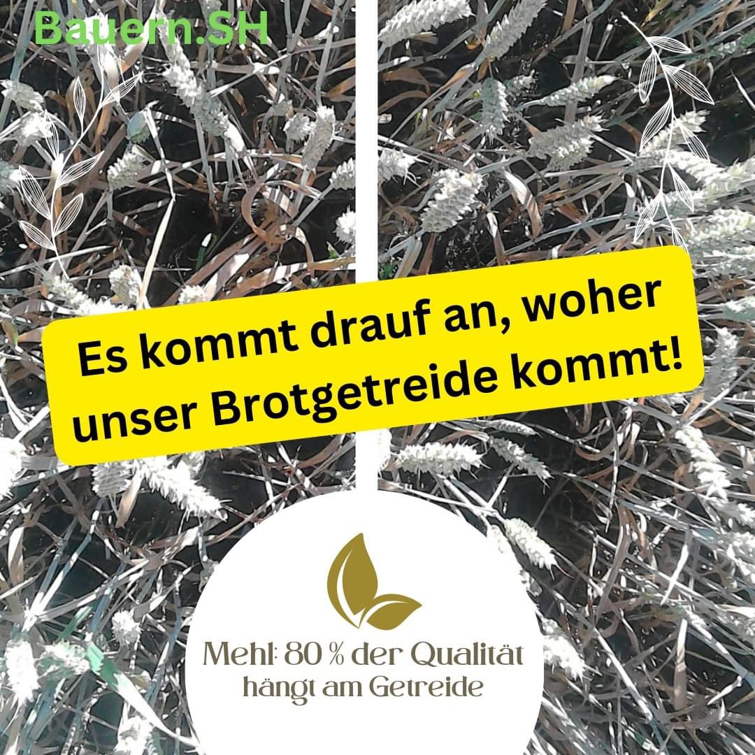 In der Ernte 2023 fiel der Proteingehalt erstmals unter 12 % Protein im Schnitt, weil die Bestände reduziert gedüngt werden.

Spitzt sich die Situation zu, müssen wir wie Dänemark Backweizen importieren.
#Getreide #Weizen #Brot #unsertäglichBrot #Lebensmittelsicherheit