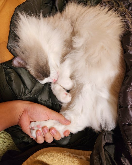 ナンナ ろーすとちきん🍗🐈️ 