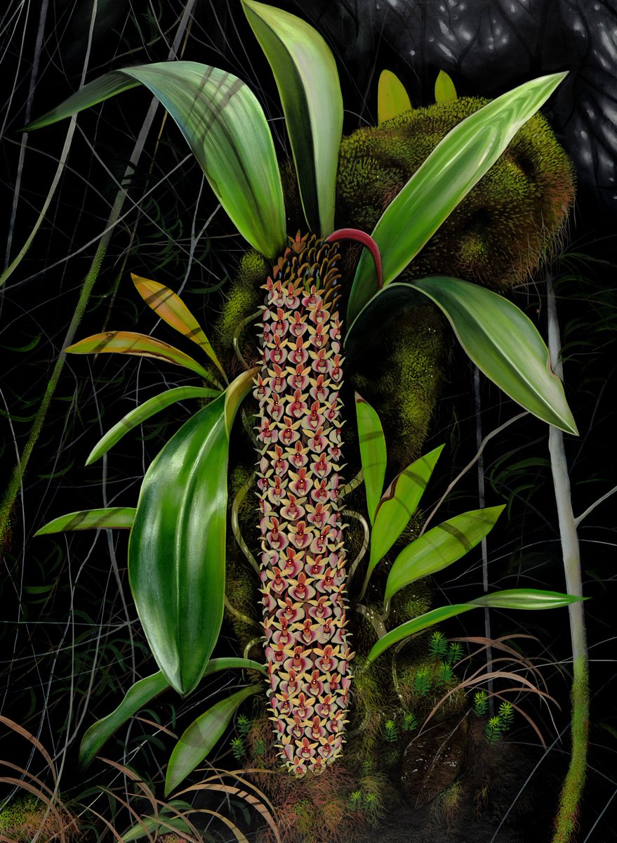 An oil painting I completed a few years ago of a tropical orchid (Aeridostachya robusta) I saw in Borneo.