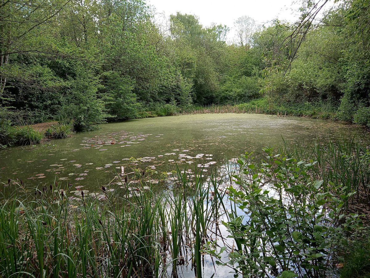 If you go down to the woods today, you're sure to see a surprise as I am having a picnic in Cock Robin Woods #tarlietravels @visitrugby @Warwickshire_CC @HealthWalk @RugbyTownHour