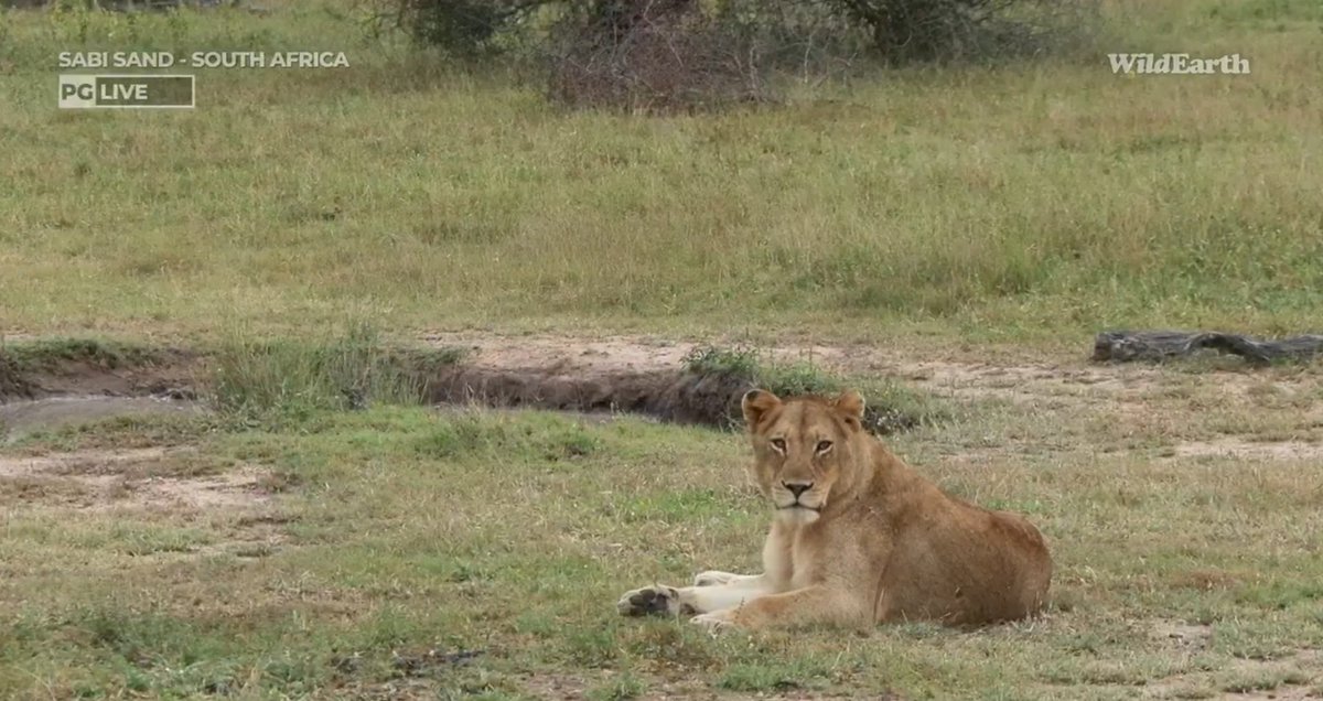#wildearth Beautiful Lioness,she will be a great Queen one day