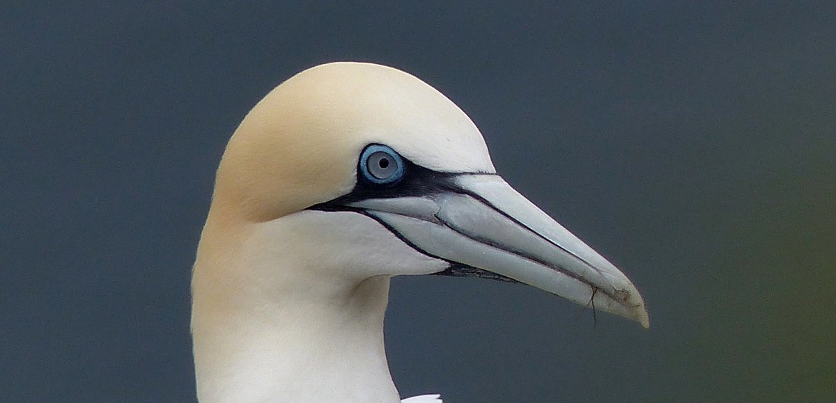 Have a super Saturday! Take a moment to watch birds, birds make us smile. Be kind today, we can all do this. Northern Gannet. #MayTheFourthBeWithYou #SaturdayMorning #birdwatching #seabirds #birding