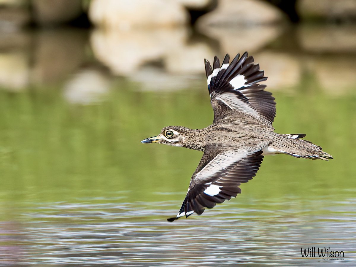 A Water Thick-knee in ‘glide mode’… 📍@golf_kigali in #Kigali #Rwanda #RwoX #Birds