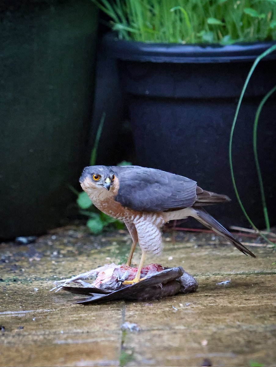 Breakfast in my garden #sparrowhawk #preston #lancashire