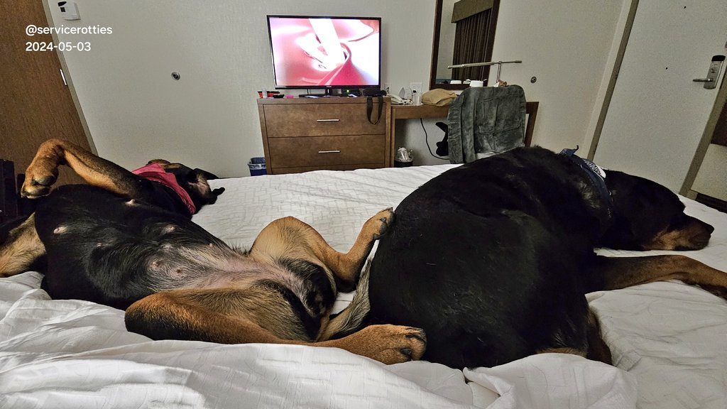 It takes a lot more work to hog this King sized hotel bed than the bed at home. 
But Chesnyy and I don't give up easily. We got the job done.

#XDogs #DogsOfX