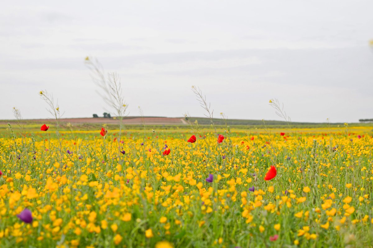 Primavera en La Mancha 🥰

¿Quieres descubrir nuestra comarca? 🙋🙋‍♂️
🌐 sabersabor.es
𝐑𝐞𝐬𝐞𝐫𝐯𝐚 𝐲𝐚

💚 #sabersabor #CastillaLaMancha #naturaleza #ecoturismo #PatrimoniodelaHumanidad #España #QuijoteES #rural #visitaCLM #inmersioncultural