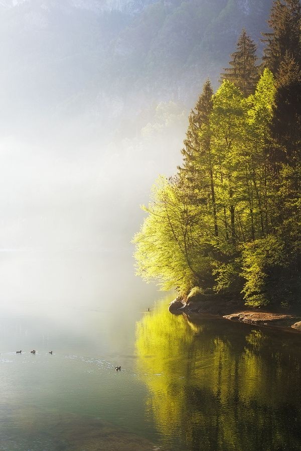 Misty lake
#naturephotography