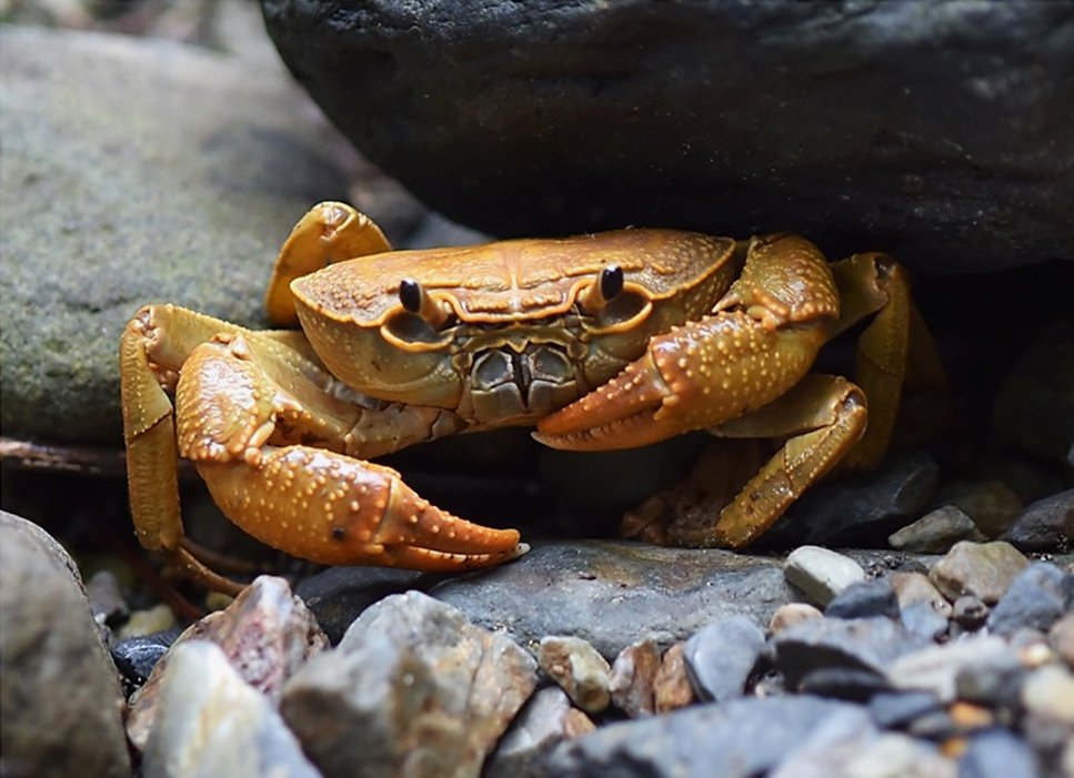 #NewSpecies!
New freshwater crab from #vietnam just pinched us:

Indochinamon datii

Treatment: treatment.plazi.org/id/03FEBE76-FF…
Publication: doi.org/10.11646/zoota…
@Zootaxa #IndochinamonDatii

#FAIRdata
#science #biology #nature #biodiversity #conservation #crustacea #crab #freshwater