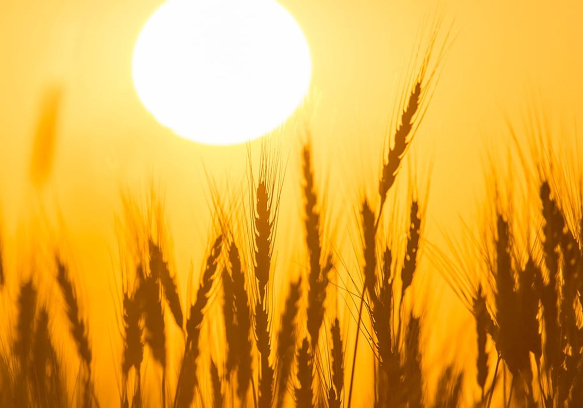 اگلے ہفتے میدانی علاقوں میں شدید گرمی کا آغاز☀ مئی کے تیسرے ہفتے پنجاب میں آندھی و بارش🌦 اس سال مون سون غیر معمولی ہوگا💦 سندھ پنجاب کے کاشتکار چاول کی بھر پور کاشت کریں🌾