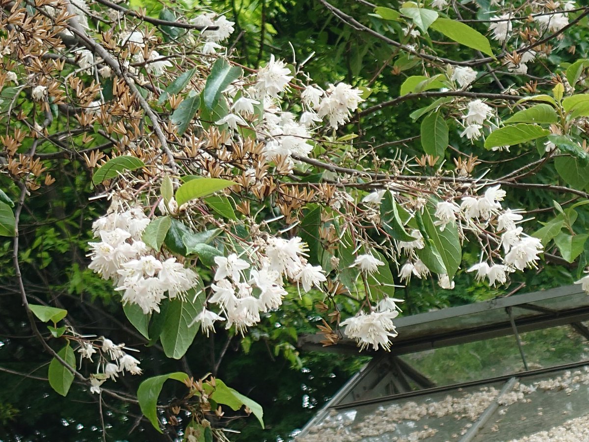 小石川植物園といえば、ヒトツバタゴ(ナンジャモンジャの木)の花にも出遅れました💧去年は雪松のように見事だったのになぁ。(去年の画像１・２枚目)
エゴノキの花には間に合いましたか、こちらは和名のついてないエゴノキなのだそうです。