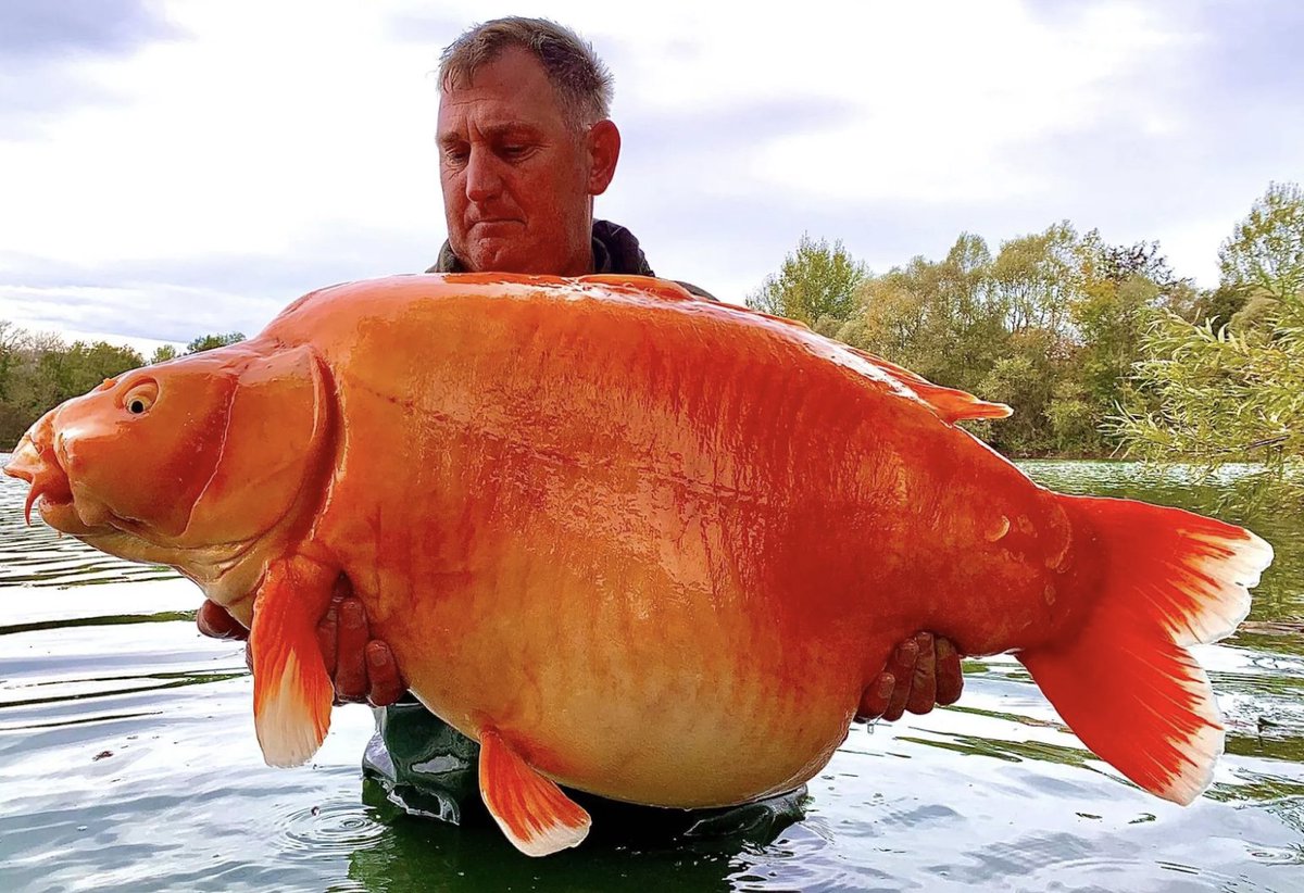 This is probably the most common fish we keep in a fishbowl: the goldfish You may think that goldfishes are actually tiny fishes, because the aquarium ones never grow large Here is the biggest goldfish caught in the wild, from a French lake: If you think this is fake, it was…