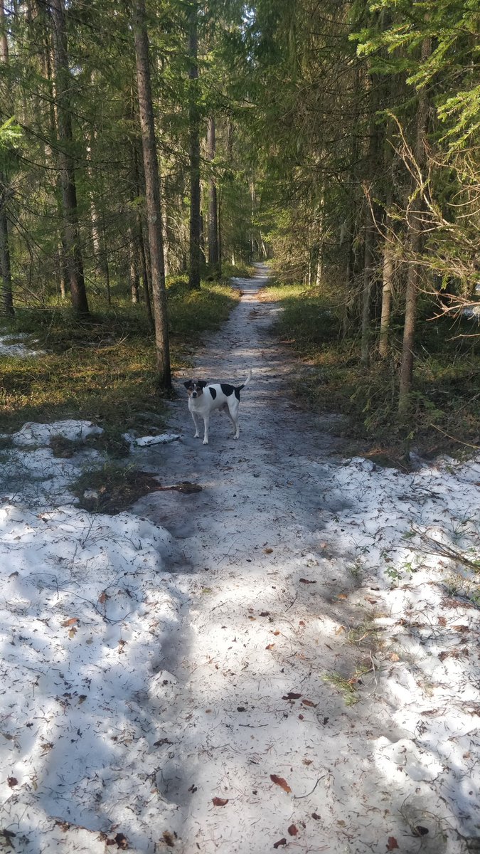 hastfarm's tweet image. Short morningwalk with Mr Hiisku #woods #nature calling😍🌞👍🏻💪🤠🐾🐶 your local #natureguide