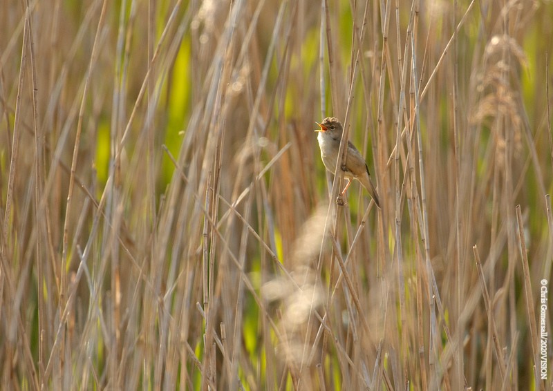 Set your alarms, it’s #DawnChorusDay tomorrow! ⏰ To celebrate, we're live streaming the magical sounds of the busy reedbed at @E17Wetlands as part of Reveil @soundtent! Tune in tomorrow morning from 4:45 - 5:23am 👇 ow.ly/oU2P50RvZtb #SensesOfSpring #Springwatch