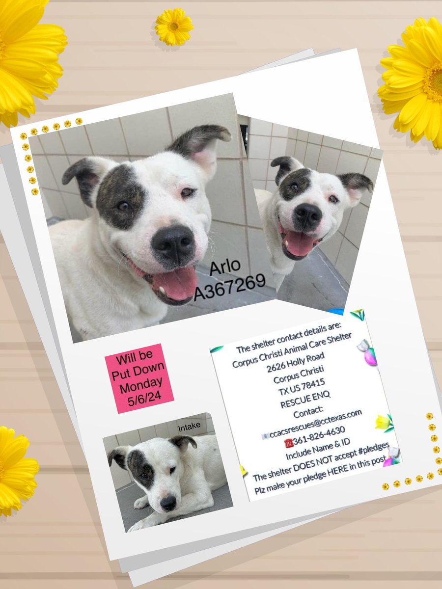 🆘️🚨URGENT 💙ARLO #A367269 pretty boy💙
#CorpusChristiACS will put him down for space
Must be tagged by Monday 5/6 noon 3 yo #pibby 
Hw neg, unsocialized, afraid,  but still wants a family, warming up after 2 wks in 'Shelter'💔🤬#CorpusChristi #TX #Ccpets #CorpusNeighbors…