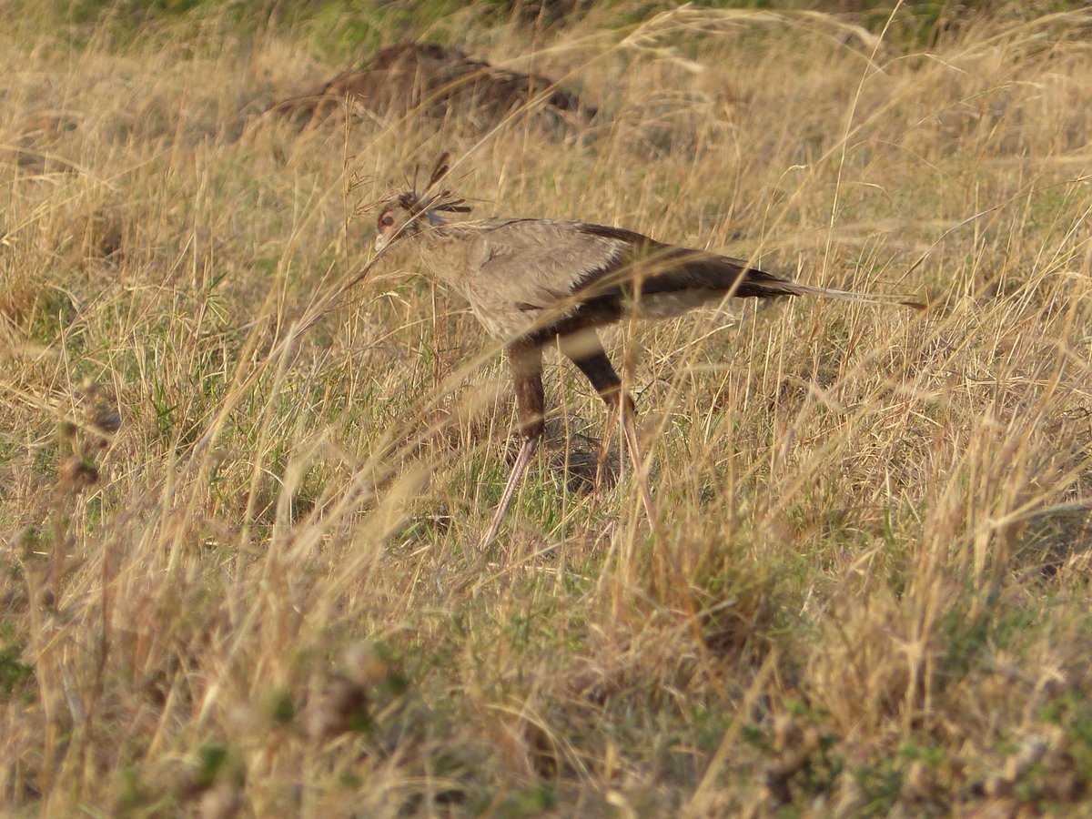 Wildlabs Safaris tweet media