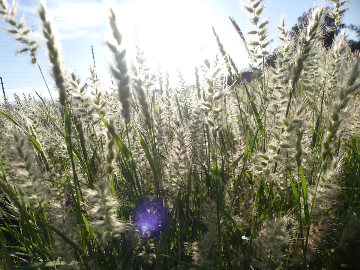 #Grasses of Northern Kenya