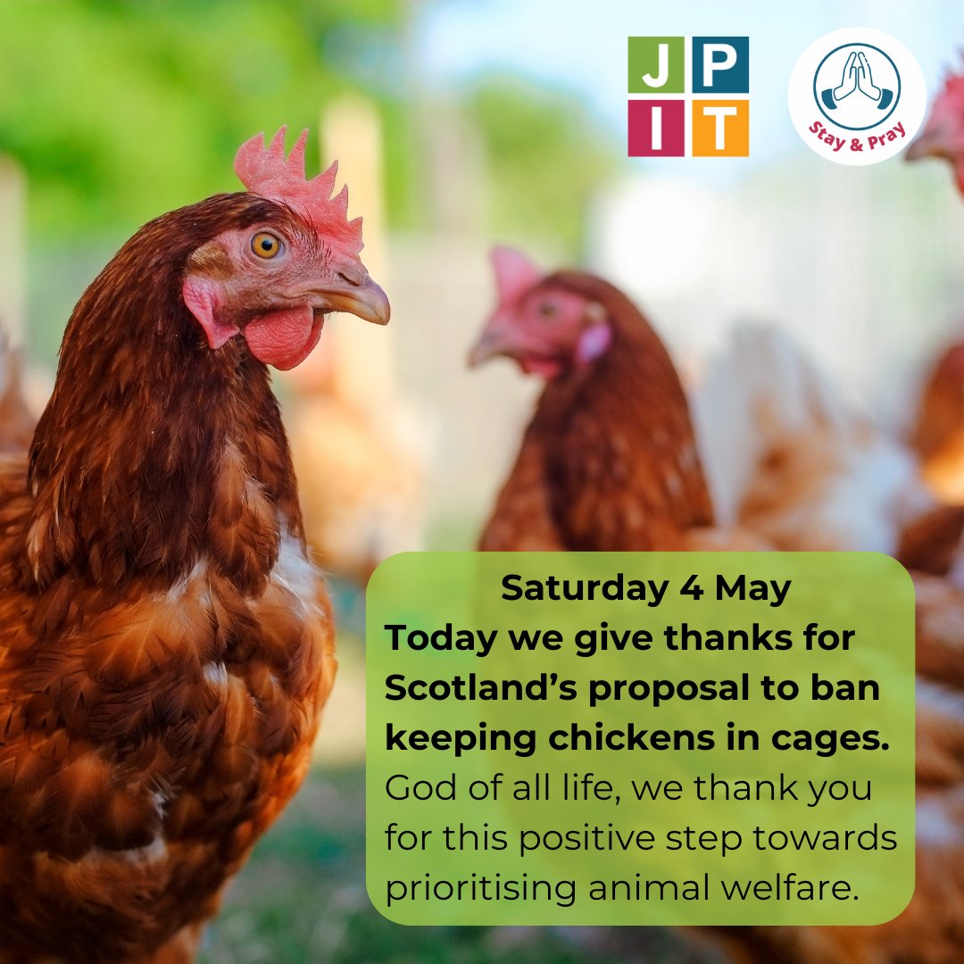 Today we give thanks for Scotland’s proposal to ban keeping chickens in cages. God of all life, we thank you for this positive step towards prioritising animal welfare. 
#GiveThanks #StayandPray 

Read more: gov.scot/news/consultat…