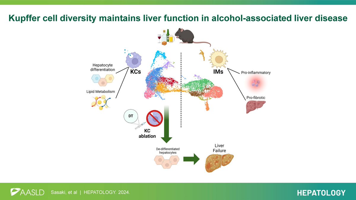 Honored to be apart of this study. Here, we describe macrophage evolution in alcohol liver disease using transcriptomics, in vivo modeling, and ICC in human samples. @SheetalnathR @WeinmansLab pubmed.ncbi.nlm.nih.gov/38687563/
