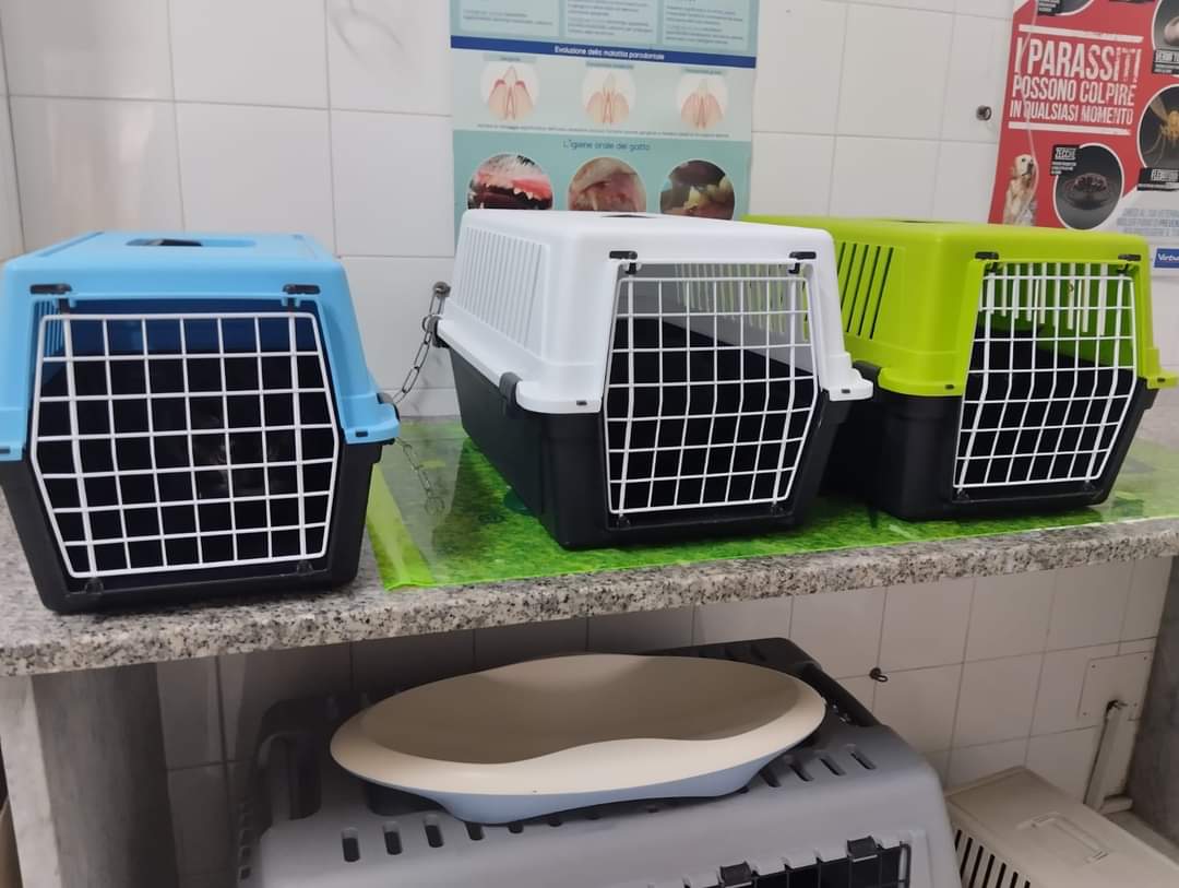 about_stefy_'s tweet photo. 🐾 Mici di colonia 🐾

Gli interventi di Birba, Remì e Bambolina sono andati bene. Ora un pò di convalescenza che per Bambolina sarà sicuramente più lunga rispetto a quella dei due maschietti.

🐈 Birba, Remì e Bambolina 🐈

#imicidimicieamici https://t.co/JV3aBRsYe4