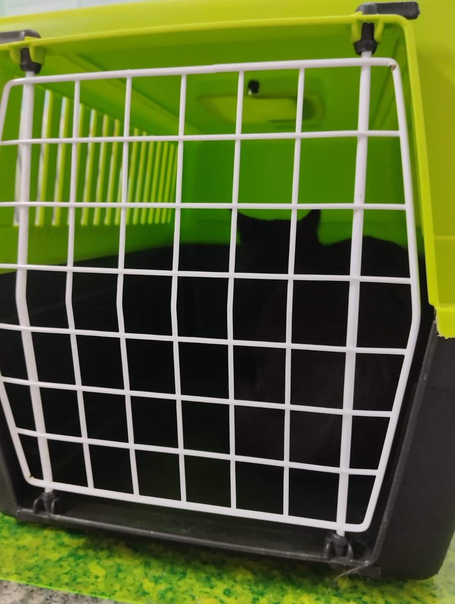 about_stefy_'s tweet photo. 🐾 Mici di colonia 🐾

Gli interventi di Birba, Remì e Bambolina sono andati bene. Ora un pò di convalescenza che per Bambolina sarà sicuramente più lunga rispetto a quella dei due maschietti.

🐈 Birba, Remì e Bambolina 🐈

#imicidimicieamici https://t.co/JV3aBRsYe4