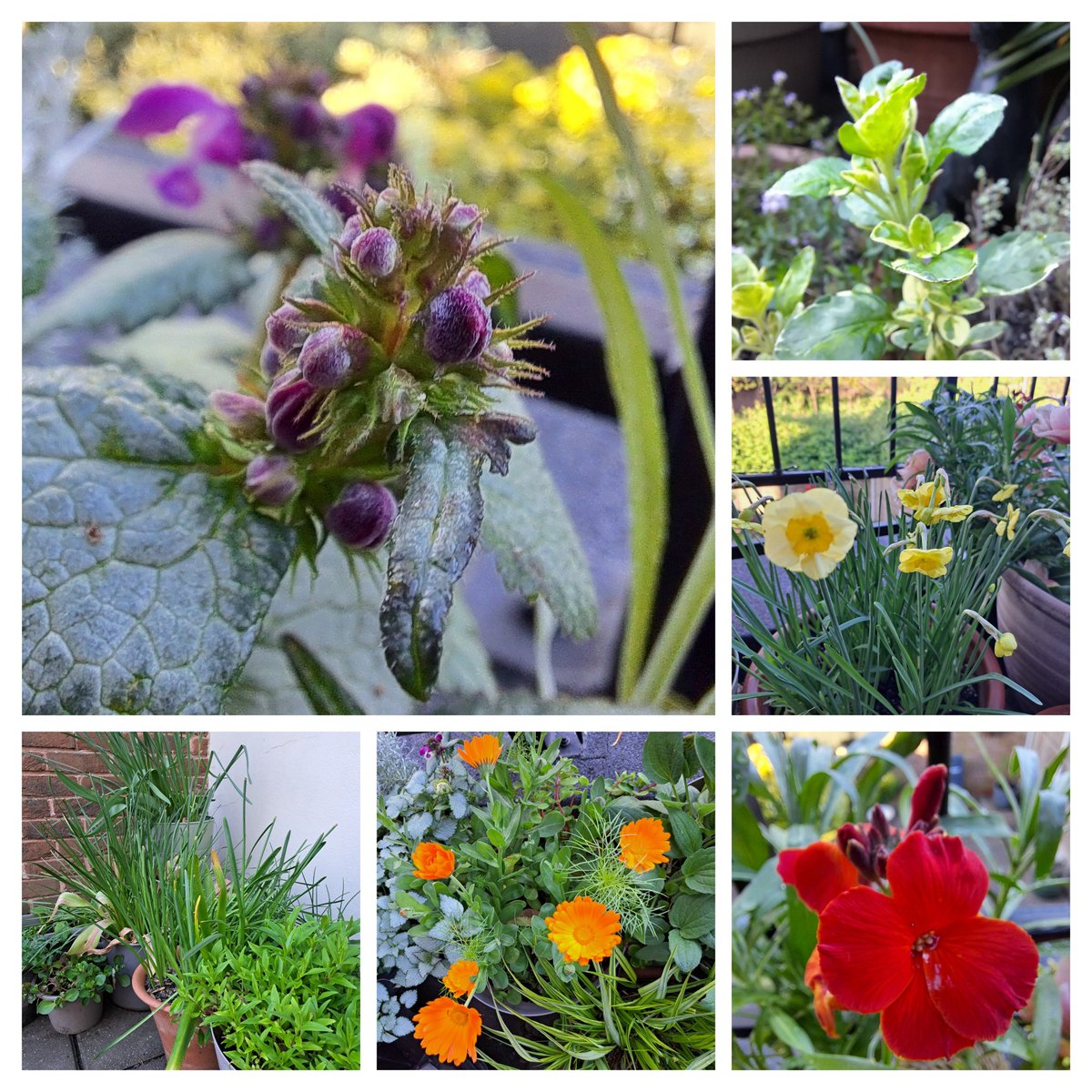 Excited to see Lamium coming into flower, great news for 🐝; a return of fresh oregano foliage. Last Saturday, just 1 'Sun Disc' was in flower, she now has friends; wallflowers & calendula, and lastly the corner which has been or will be 💚 #SixOnSaturday #MyBalcony