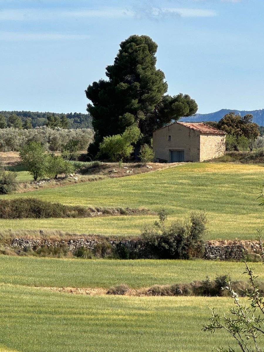 The beauty of a landscape full of olive trees. In the south of Catalonia. I love it. 😘💚💙