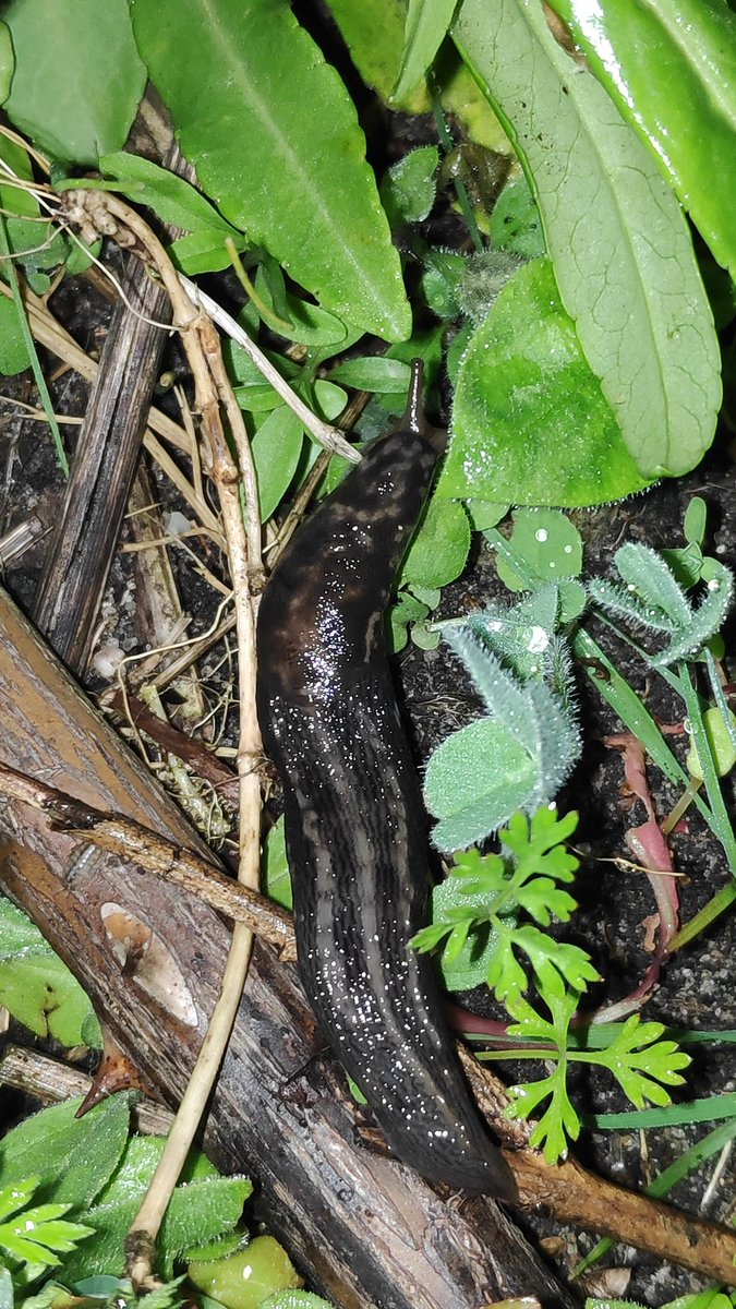 Genoeg (?) tijgerslakken in verschillende uitvoeringen in de tuin. Hopelijk doen ze ook echt wat het internet beloofd (andere slakken eten). Er zijn nog steeds genoeg 😅😬